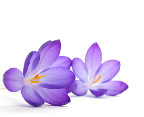 Fototapeta na wymiar zdjęcia kwiatów - purpurowy krokusy Pierwszy kwiat wiosny
