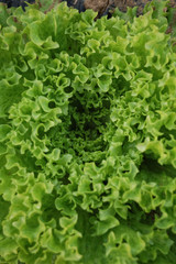 Lettuce detail