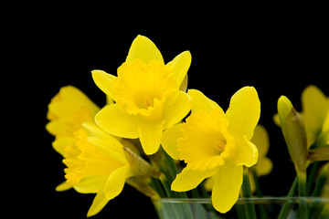 Yellow daffodil isolated on black;