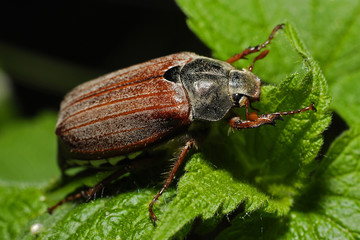 beetle on the leaf