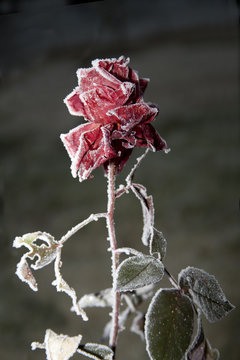 Eisrose