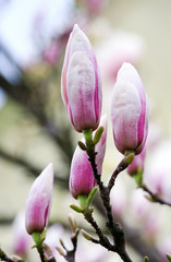magnolia-tree flower buds