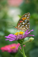 Beautiful Monarch butterfly sitting on top of pink Zinnia