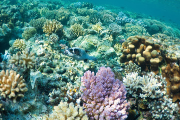 Fototapeta na wymiar puffer fish in coral garden