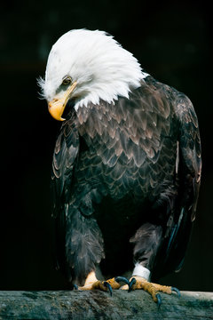 Bald Eagle (lat. Haliaeetus leucocephalus)
