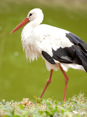 white stork © Farmer