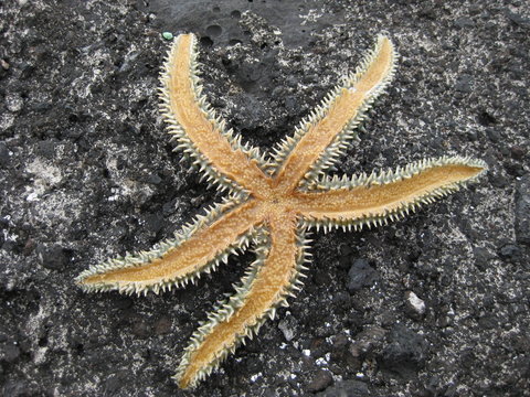 Starfish