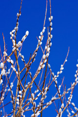 Pussy willow signs of spring