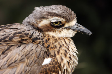 Burhinus grallarius-Oedicnème bridé