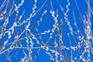 Pussy willow signs of spring