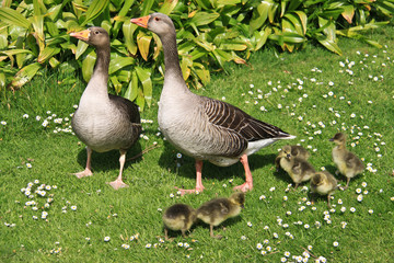Family of ducks and ducklings - 21221925