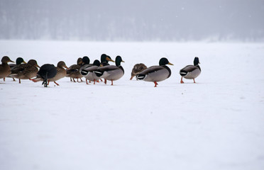 kaczki na lodzie © GKor