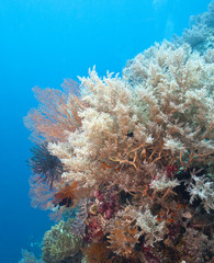 Underwater coral wall
