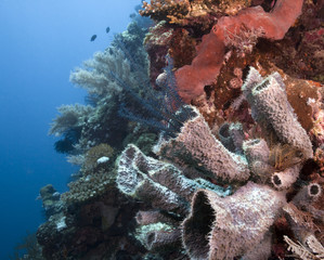 Coral wall