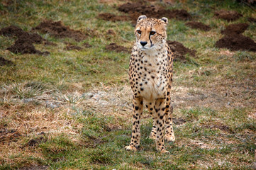 Cheetah standing lonely