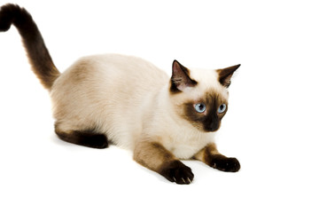 Obraz premium Siamese cat