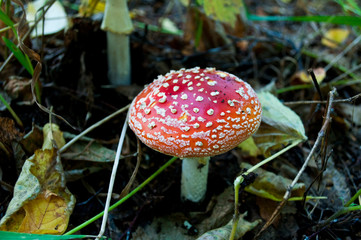 red mushroom