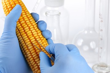 Scientist taking seed from corn