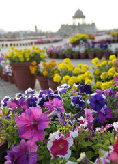 Flowers at Ibn-e Qasim Park