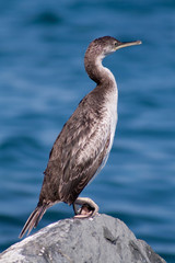 cormorano