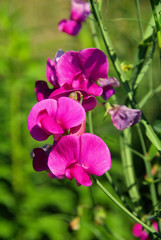 Edelwicke - Sweet pea 02