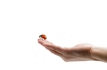 ladybird on hand