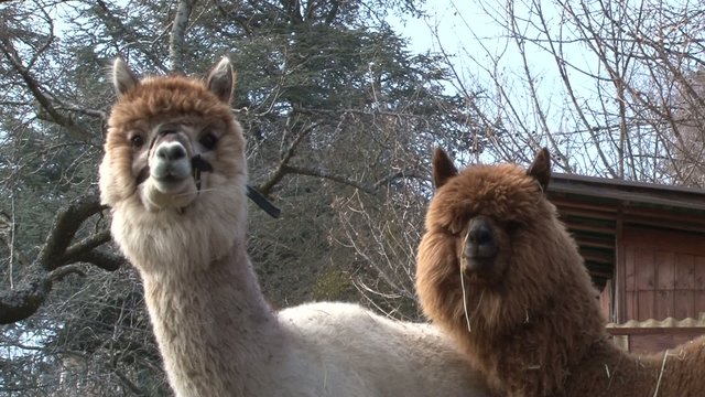 2 alpagas dans un parc