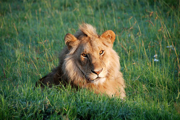 Leone al National Park Masai Mara