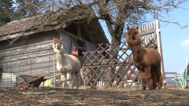 2 alpagas dans un parc, plan large
