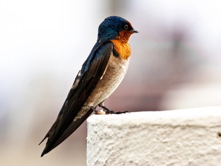 Portrait of a swallow