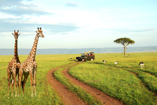 Giraffe nel National Park Masai Mara