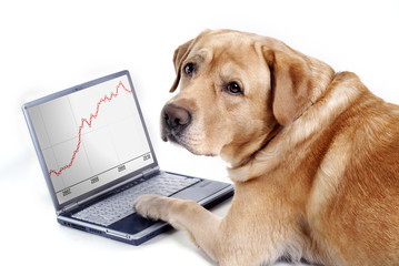 Labrador work on computer and looking graphic