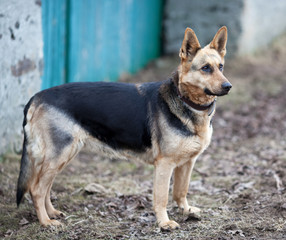 German shepherd