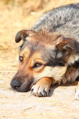 dog portrait