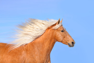 palomino horse and sky