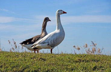 two young goose against blue