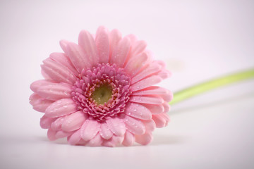 Simple Pink Flower