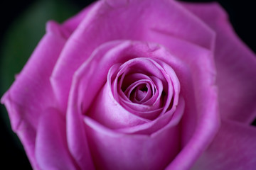 Pink Rose