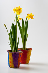 Kids Mothers Day Daffodils