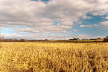 Gelbes Schilf und wei&szlig;e Wolken mit blauem Himmel