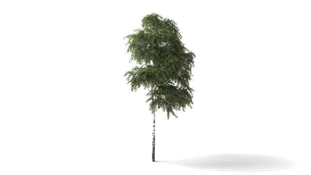 Isolated tree wind animation