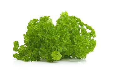 Plant of fresh parsley over white background