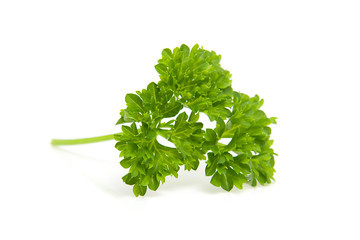 leaf of fresh parsley over white background