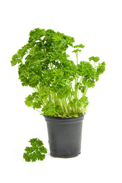 Plant of fresh parsley over white background