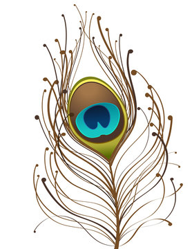 peackok feather
