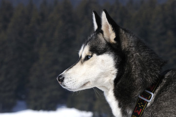 sublime chien nordique