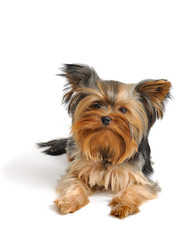 Yorkshire terrier