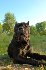 Portrait of the cane corso dog