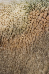 Schafwolle