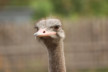 ostrich